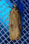 Agonopterix nervosa