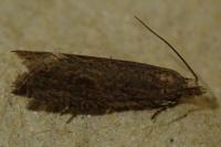 Bactra