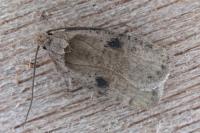 Agonopterix propinquella
