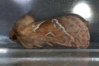 Triodia sylvina