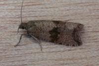 Celypha striana