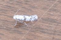 Scythropia crataegella