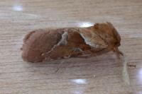 Triodia sylvina