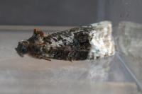 Apotomis betuletana