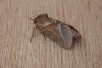 Triodia sylvina