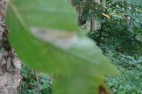 Phyllonorycter ulmifoliella