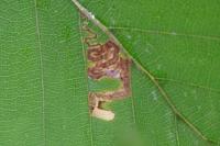 Stigmella tityrella
