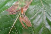Stigmella hemargyrella