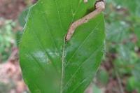 Phyllonorycter maestingella