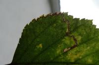Stigmella sakhalinella