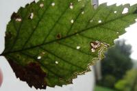 Stigmella confusella