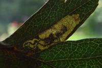 Stigmella hybnerella