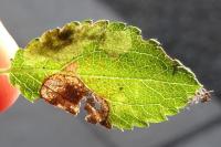 Stigmella plagicolella
