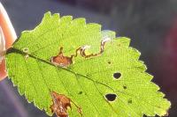 Bucculatrix albedinella
