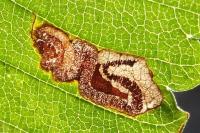 Stigmella viscerella