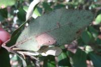 Phyllonorycter messaniella