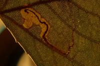Stigmella trimaculella