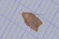 Carcina quercana