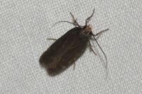 Aroga velocella