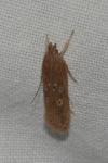 Helcystogramma triannulella