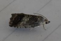 Cydia splendana