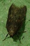 Mirificarma lentiginosella