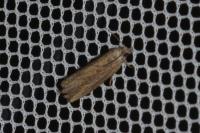 Bactra