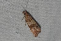 Celypha cespitana