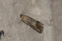 Cydia gr. succedana