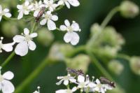 Glyphipterix simpliciella