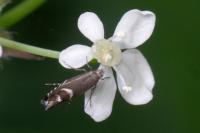 Glyphipterix simpliciella