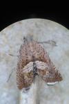 Dichrorampha acuminatana