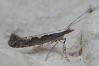 Plutella xylostella