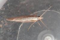 Plutella xylostella