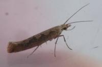 Plutella xylostella