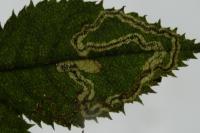 Stigmella anomalella