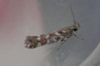 Aristotelia ericinella