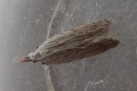 Anarsia spartiella