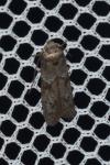 Blastobasis glandulella
