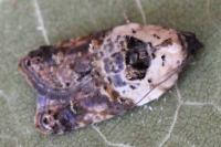 Acleris variegana