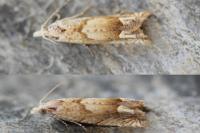 Eucosma conterminana