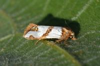 Eugnosta magnificana