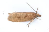 Epinotia sordidana