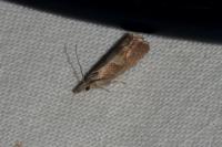 Dichrorampha acuminatana