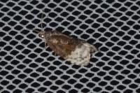 Apotomis betuletana