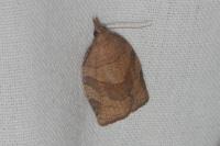 Pandemis dumetana