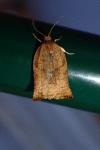 Archips podana