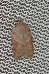 Acleris sparsana