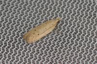 Nothris verbascella