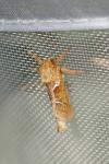 Triodia sylvina